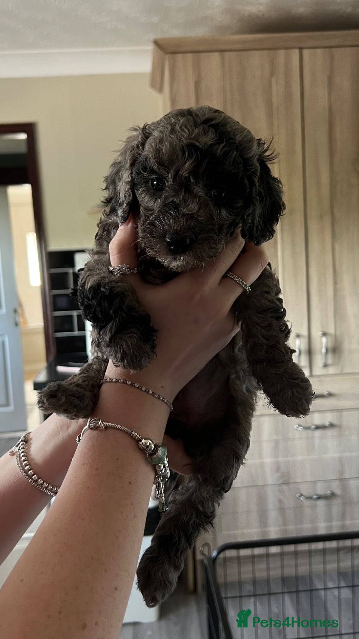 Cockapoo dogs Beautiful Minature F2B Cockapoos - Advert 11