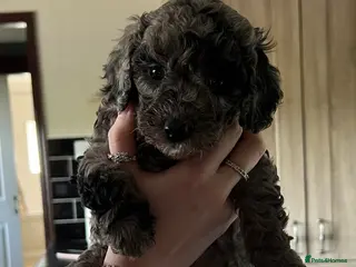 Cockapoo dogs Beautiful Minature F2B Cockapoos - Advert 12