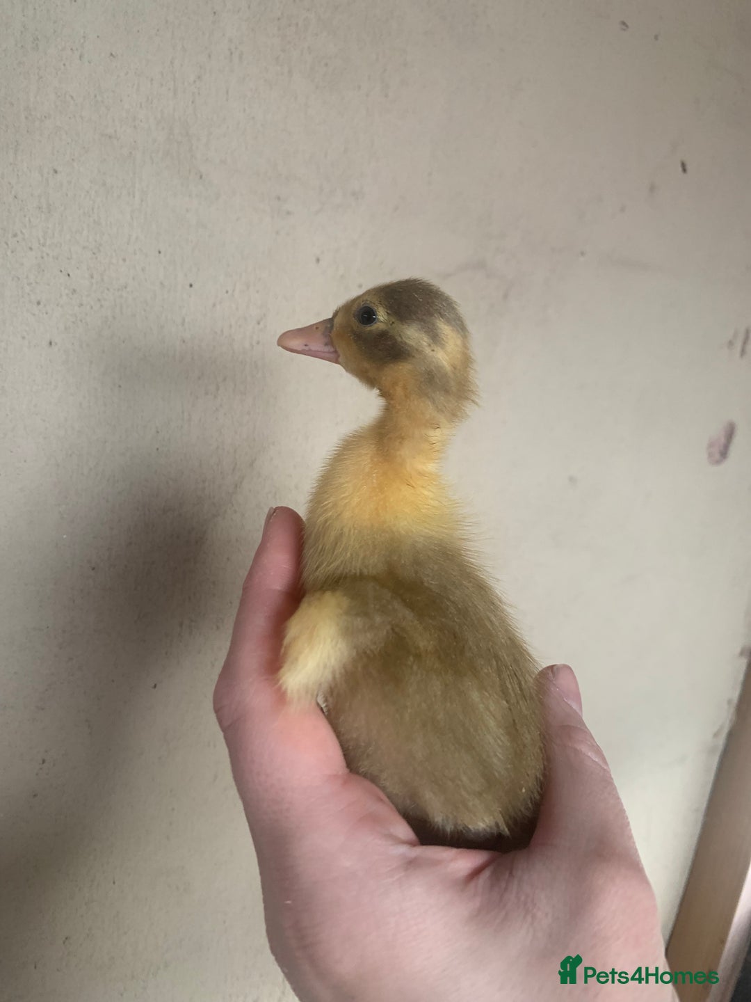 Ducks poultry for sale: Runner Ducks - Advert 7