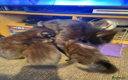 Mixed Breed cats for sale: Kittens  - Image 7
