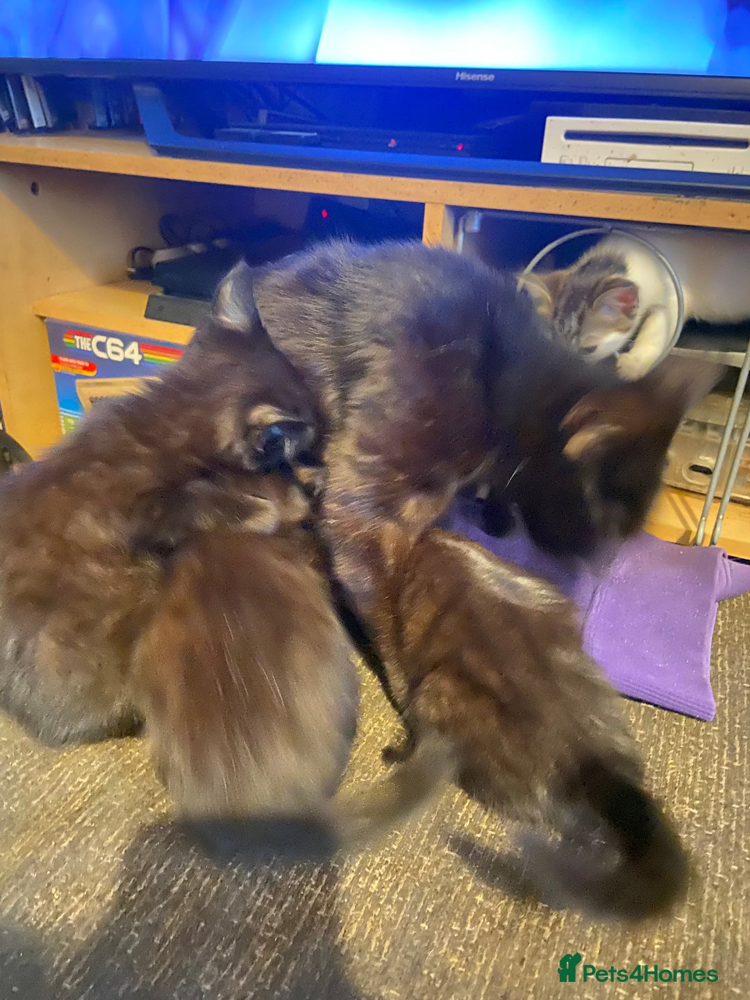 Mixed Breed cats for sale: Kittens  - Image 7