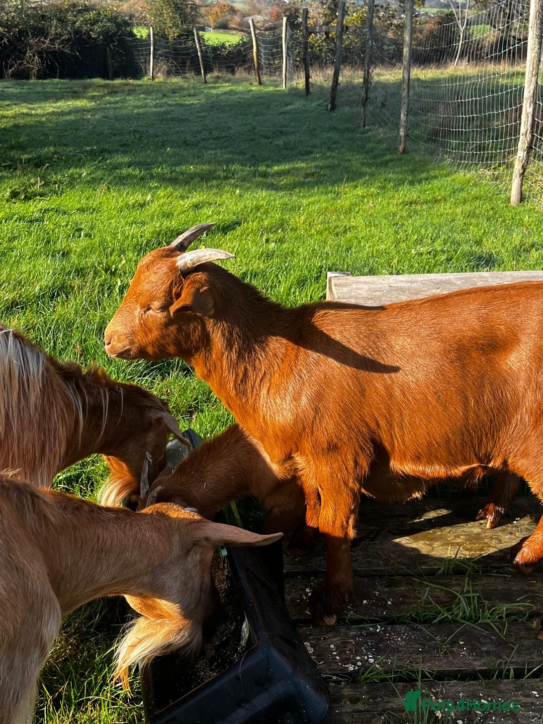 Goats livestock for sale: Family of Golden Guernsey goats - Advert 7