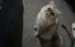 Persian cats for sale: Persian chinchilla kitten  - Image 2