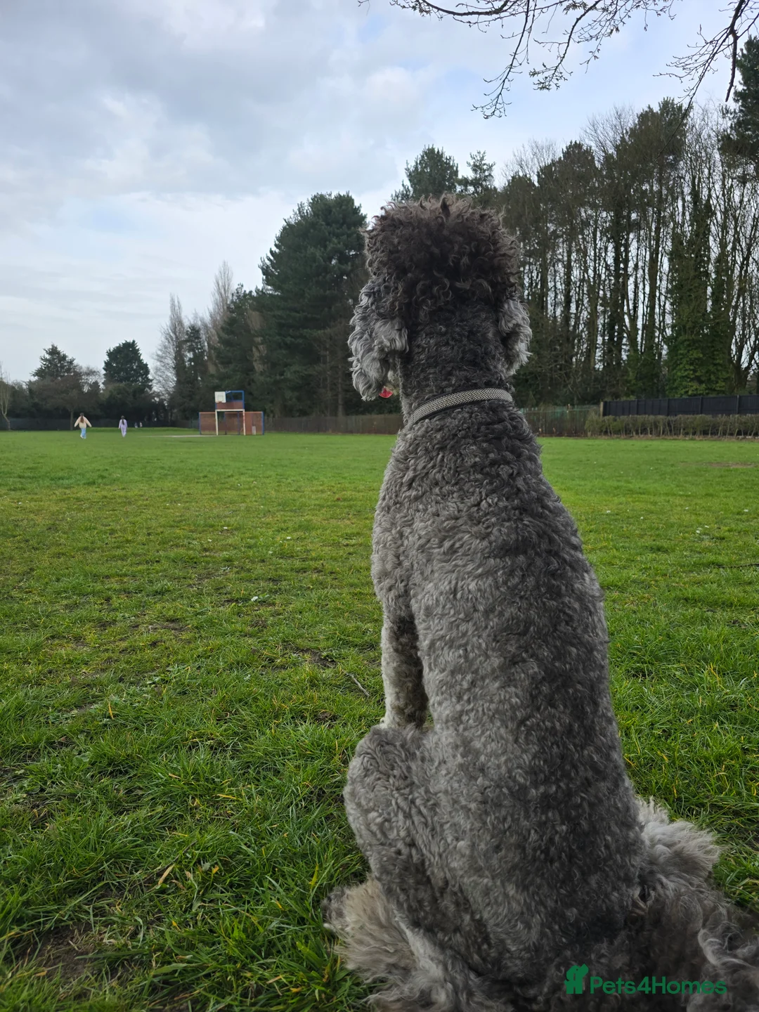 Standard Poodle dogs for stud: KC silver standard poodle for stud !  in Boston - Advert 4