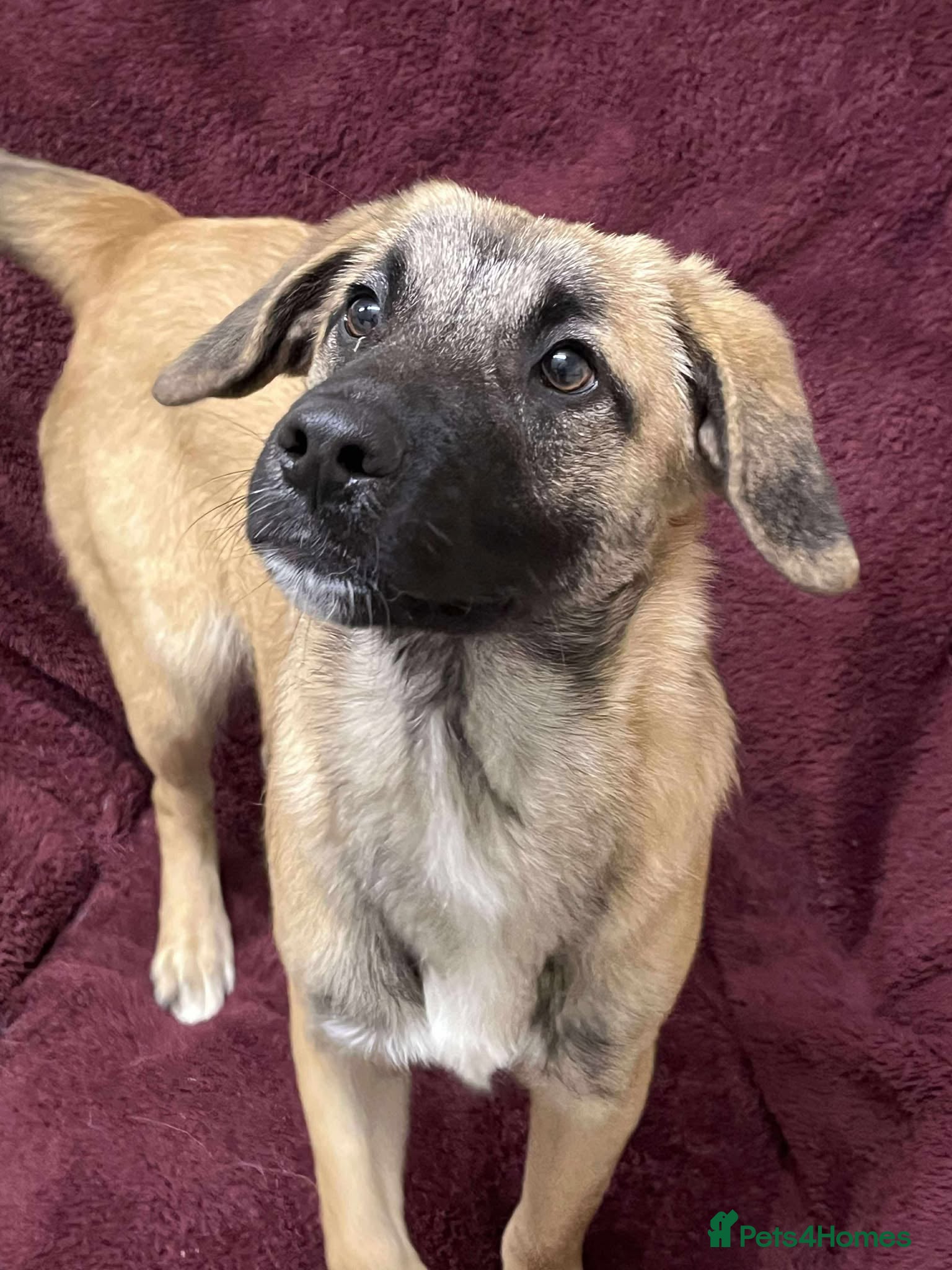 Mixed Breed dogs MUFFIN - RESERVED  - Advert 9