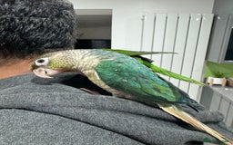 Lorikeets birds for sale: Hand fed baby conures for sale rare breed - Image 22