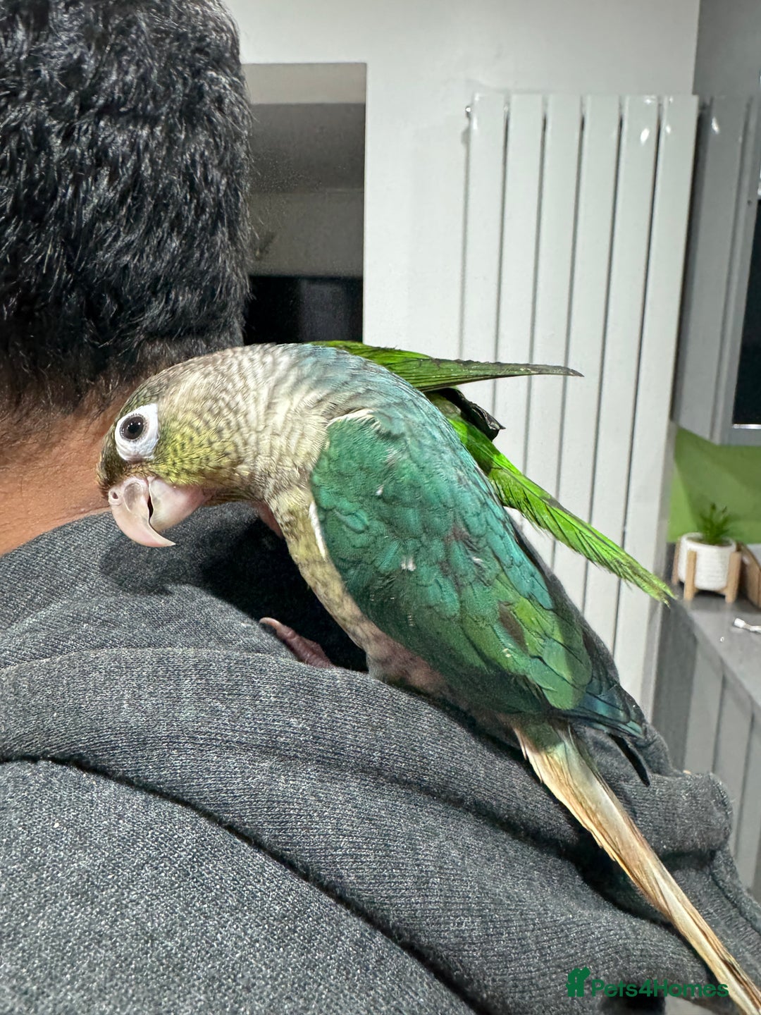 Lorikeets birds for sale: Hand fed baby conures for sale rare breed - Image 22