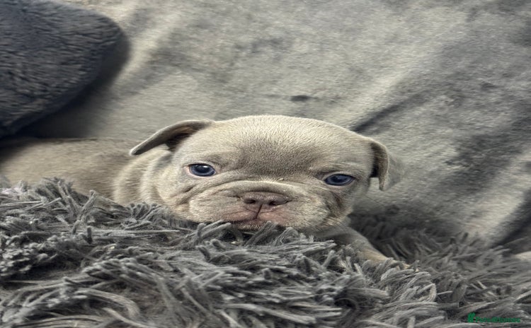 French Bulldog dogs - Advert 12