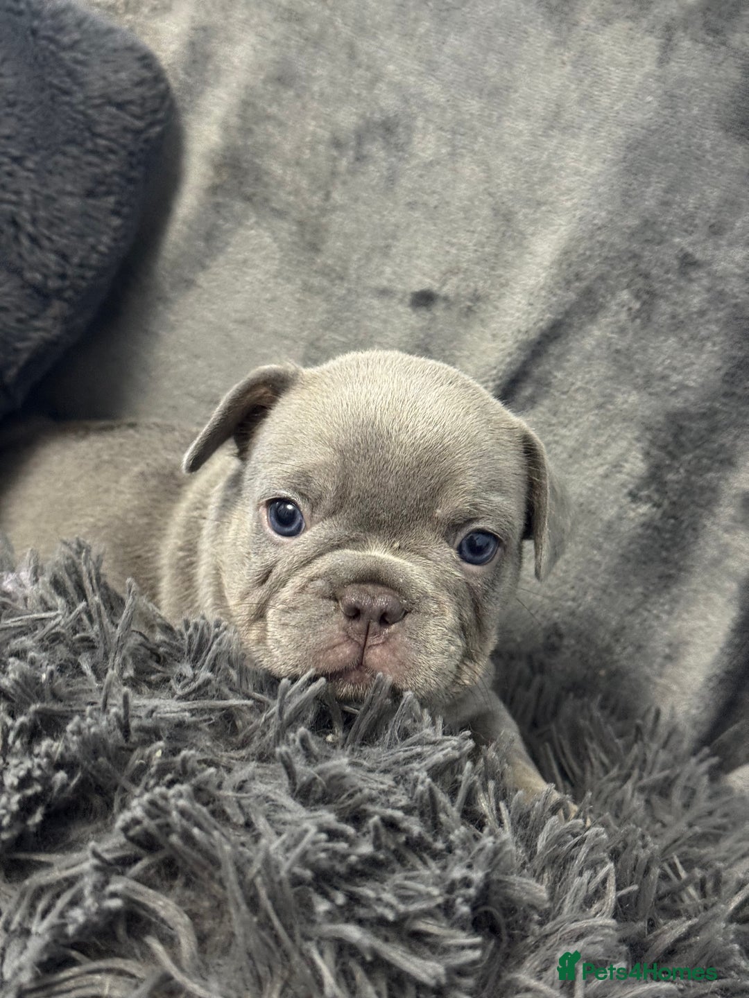 French Bulldog dogs for sale: KC Fluffy Carriers Isabella French Bulldogs puppy - Image 1