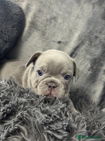 French Bulldog dogs - Advert 14