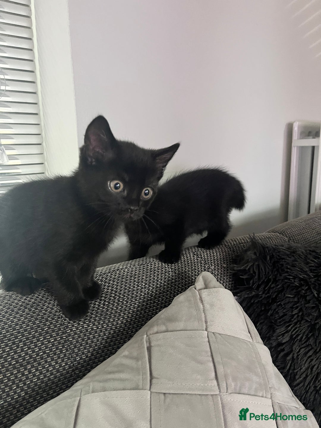 British Shorthair cats for sale: Kittens  - Image 3