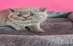 British Shorthair cats for sale: Stunning Teddy bear BSH kittens  GCCF  - Image 19