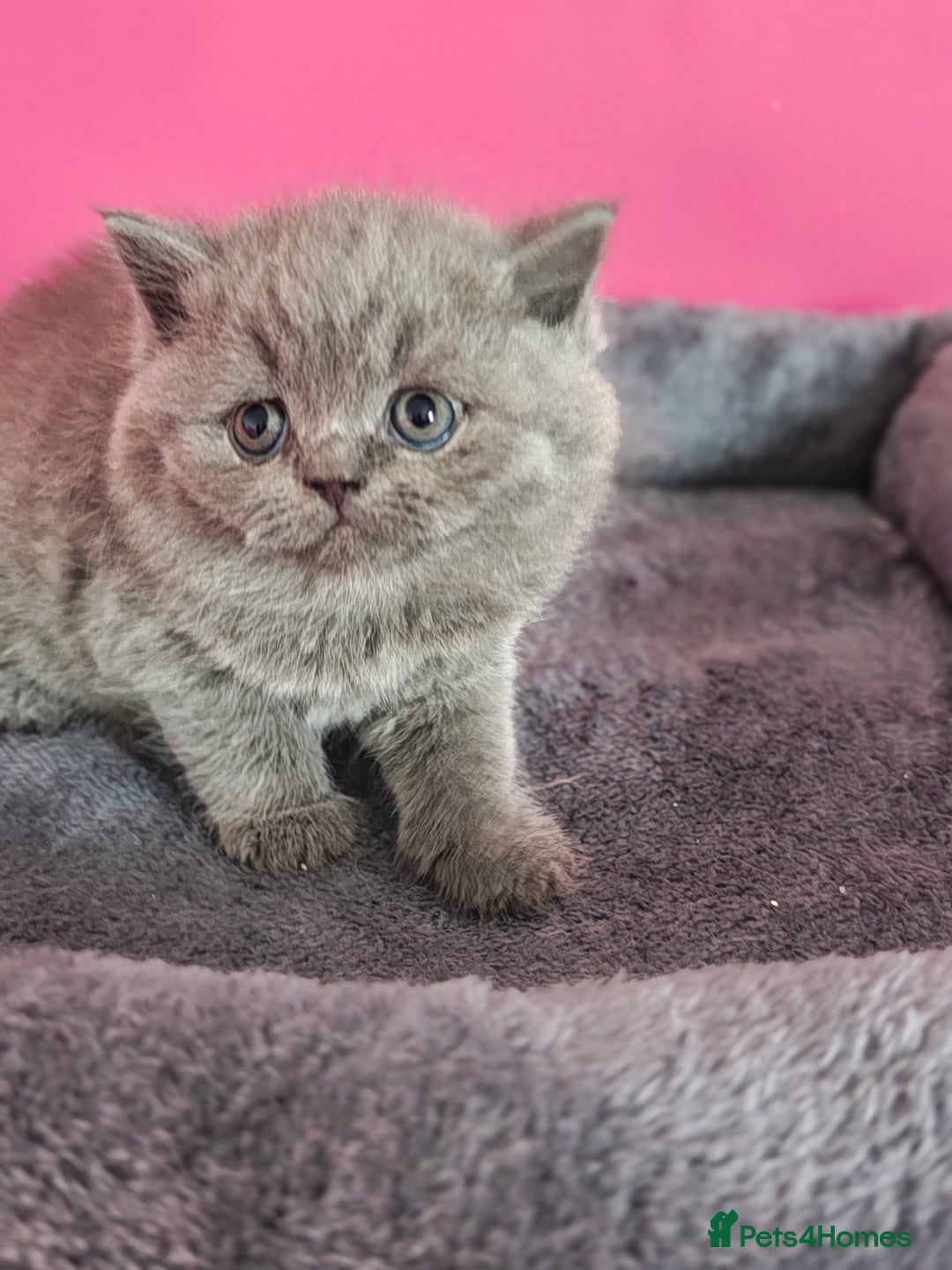 British Shorthair cats for sale: Stunning Teddy bear BSH kittens  GCCF  - Image 19