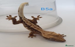 Gecko reptiles for sale: Juvenile Crested Geckos - Image 3