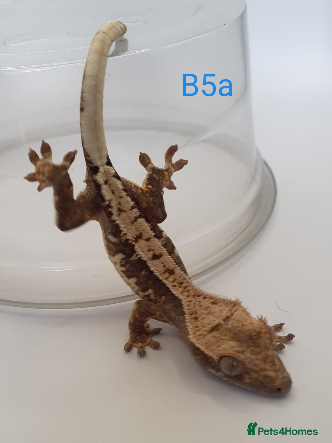 Gecko reptiles for sale: Juvenile Crested Geckos - Image 3