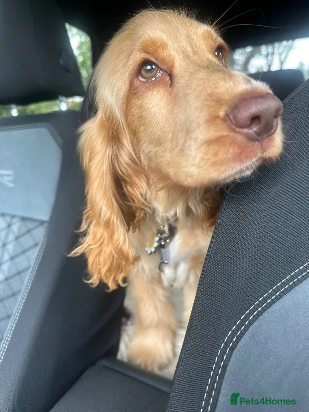 Cocker Spaniel dogs for sale: KC show cocker  - Advert 4