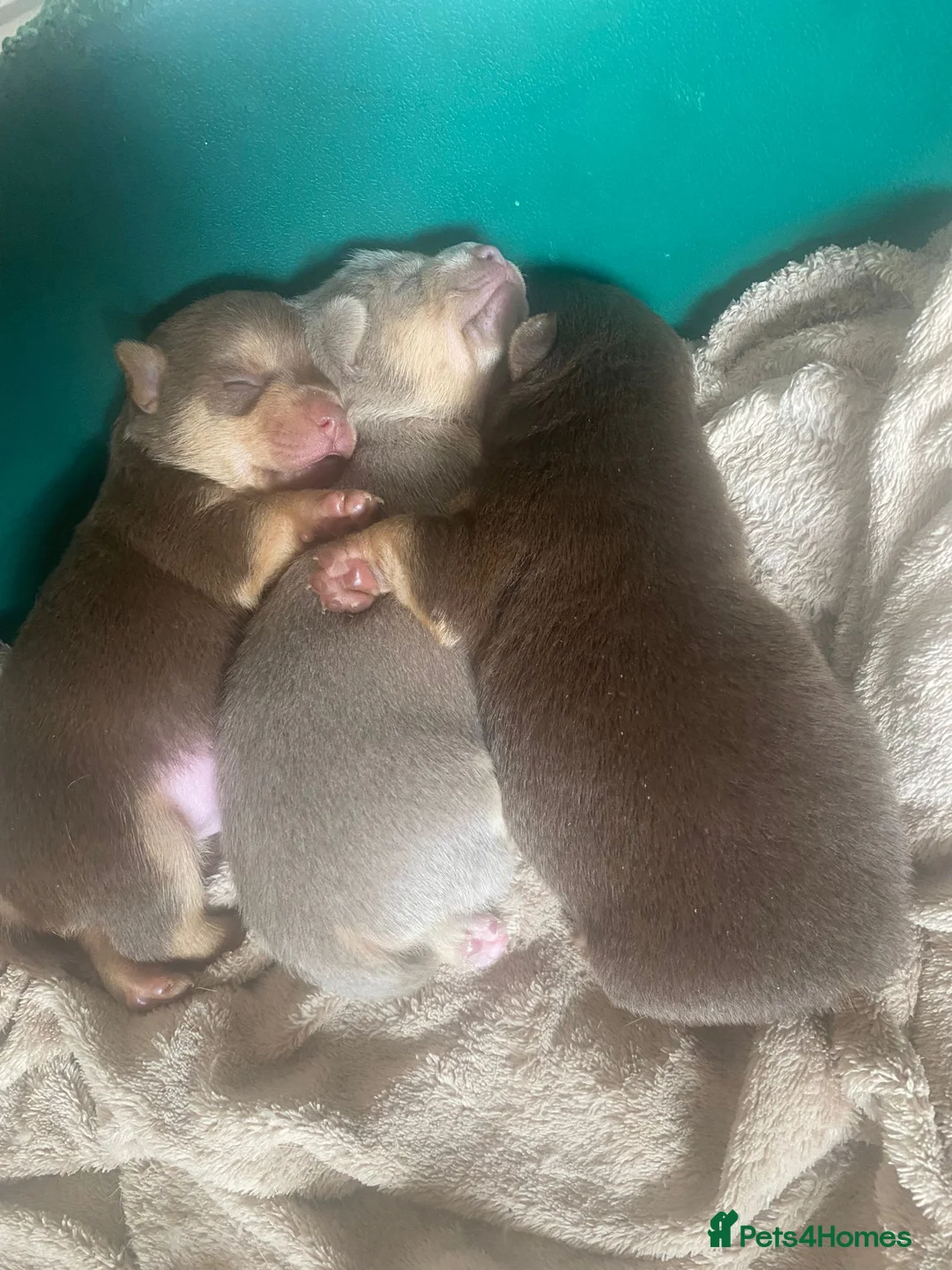 Jack Russell dogs for stud: Miniature Chocolate and Tan Jack Russell For Stud in Ebbw Vale - Advert 19