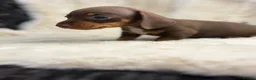 Miniature Dachshund dogs for sale: Beautiful dachshund puppies  - Advert 2