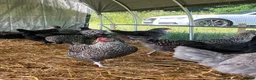 Chickens poultry for sale: Point of lay hybrid pullets (hens) - Advert 14