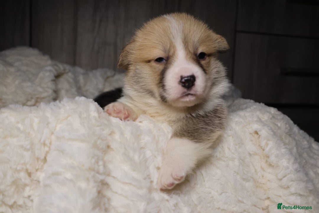 Welsh Corgi Pembroke dogs for sale: Naturally bobbed unique babies - Image 22