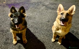 German Shepherd dogs for sale: 6 beautiful German Sheperd puppies  - Image 9