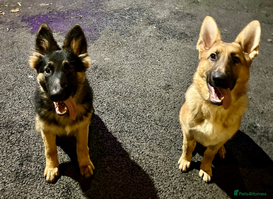 German Shepherd dogs for sale: 6 beautiful German Sheperd puppies  - Image 9