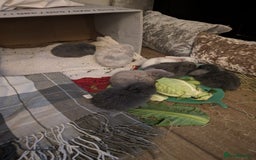 Mini Lop rabbits for sale: Mini Lops £70  - Advert 14