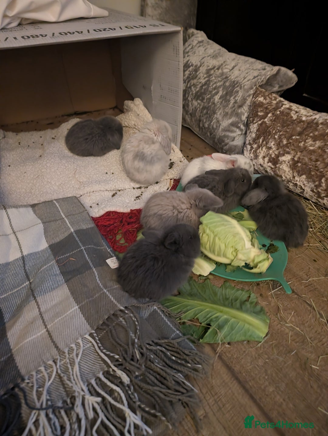 Mini Lop rabbits for sale: Mini Lops £70  - Advert 14