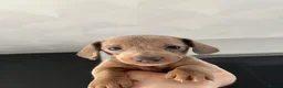 Miniature Dachshund dogs for sale: Miniature dachshunds  - Advert 10