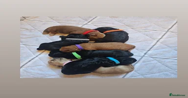 Cockapoo dogs Gorgeous Cockapoo puppies  - Advert 3