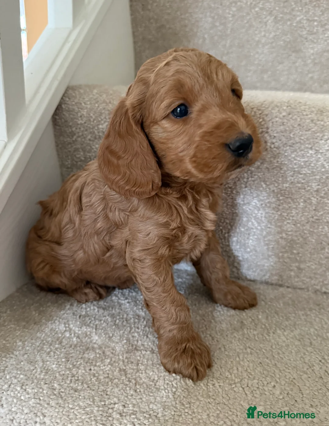 Cockapoo dogs for sale: READY TO GO! LAST BOY F1 Cockapoo puppies - Advert 5
