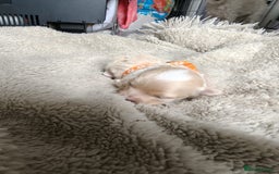 Maltipoo dogs for sale: F1B Toy Maltipoo  - Image 14