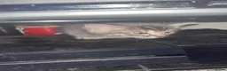 Mixed Breed cats for sale: Bengal Cross Kittens  - Advert 4