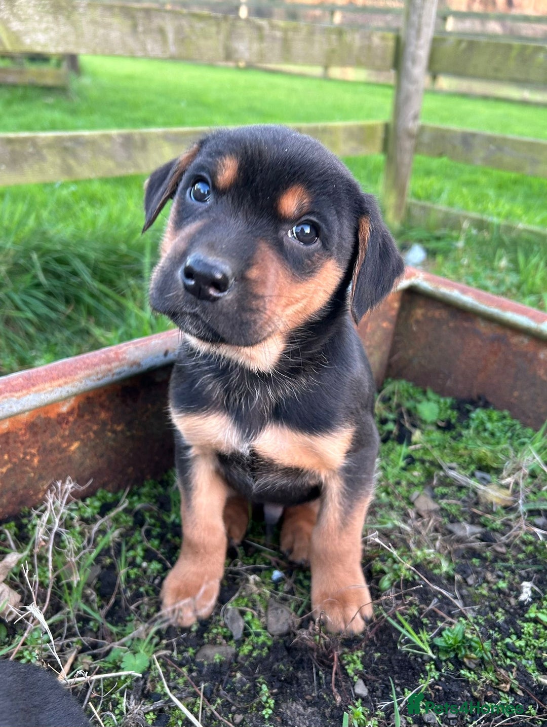 Mixed Breed dogs for sale: Huntaway X Puppies for Sale - Advert 11