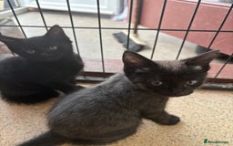 Maine Coon cats for sale: Kittens Half Maincoone  - Image 6