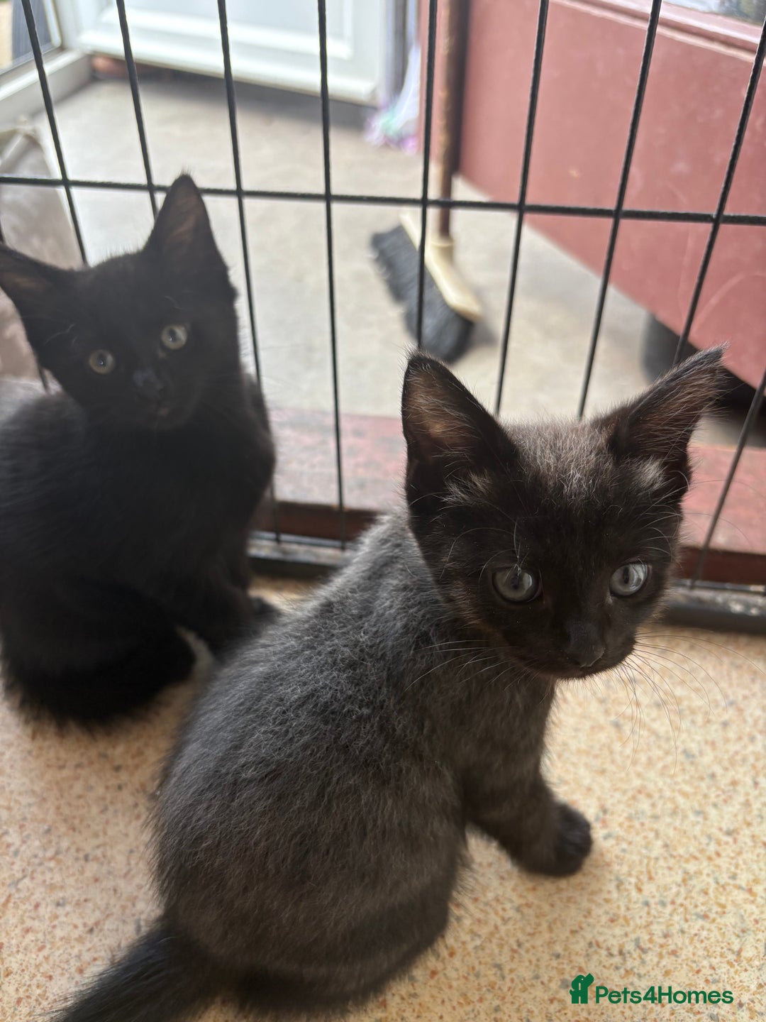Maine Coon cats for sale: Kittens Half Maincoone  - Image 6