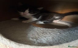 Mixed Breed cats for sale: Kittens for sale  - Image 14
