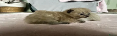 Ragdoll Kitten 3