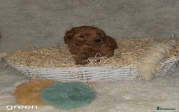 Cavapoo dogs for sale: Cavapoo f1b - Image 6