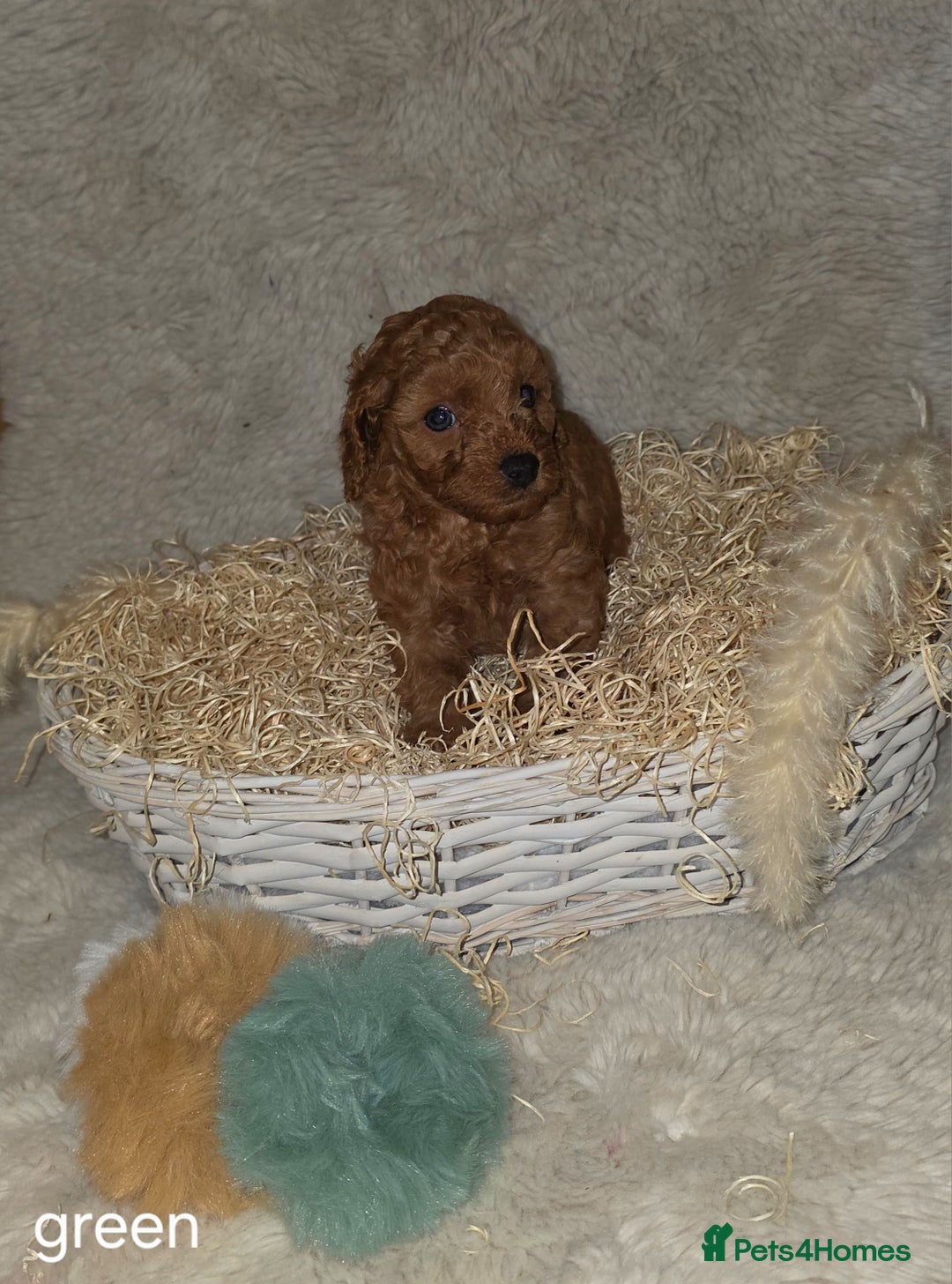 Cavapoo dogs for sale: Cavapoo f1b - Image 6