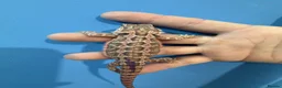 Bearded Dragon reptiles for sale: 💥💥💥Baby Dragons! WEEKEND SPECIAL £150 💥💥💥 - Advert 8