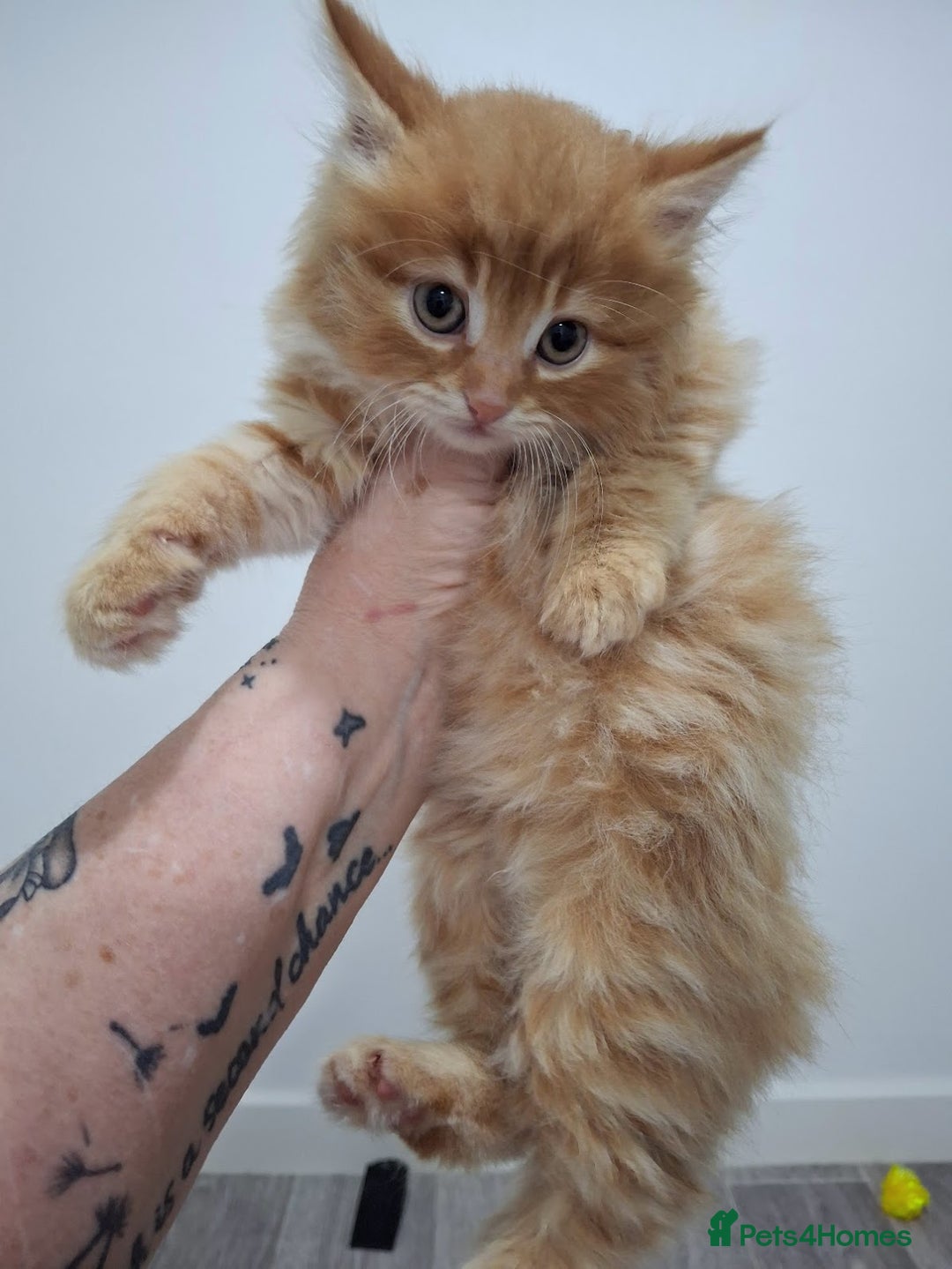 Maine Coon cats for sale: Absolutely Stunning Part Maine Coon Kittens - Advert 21