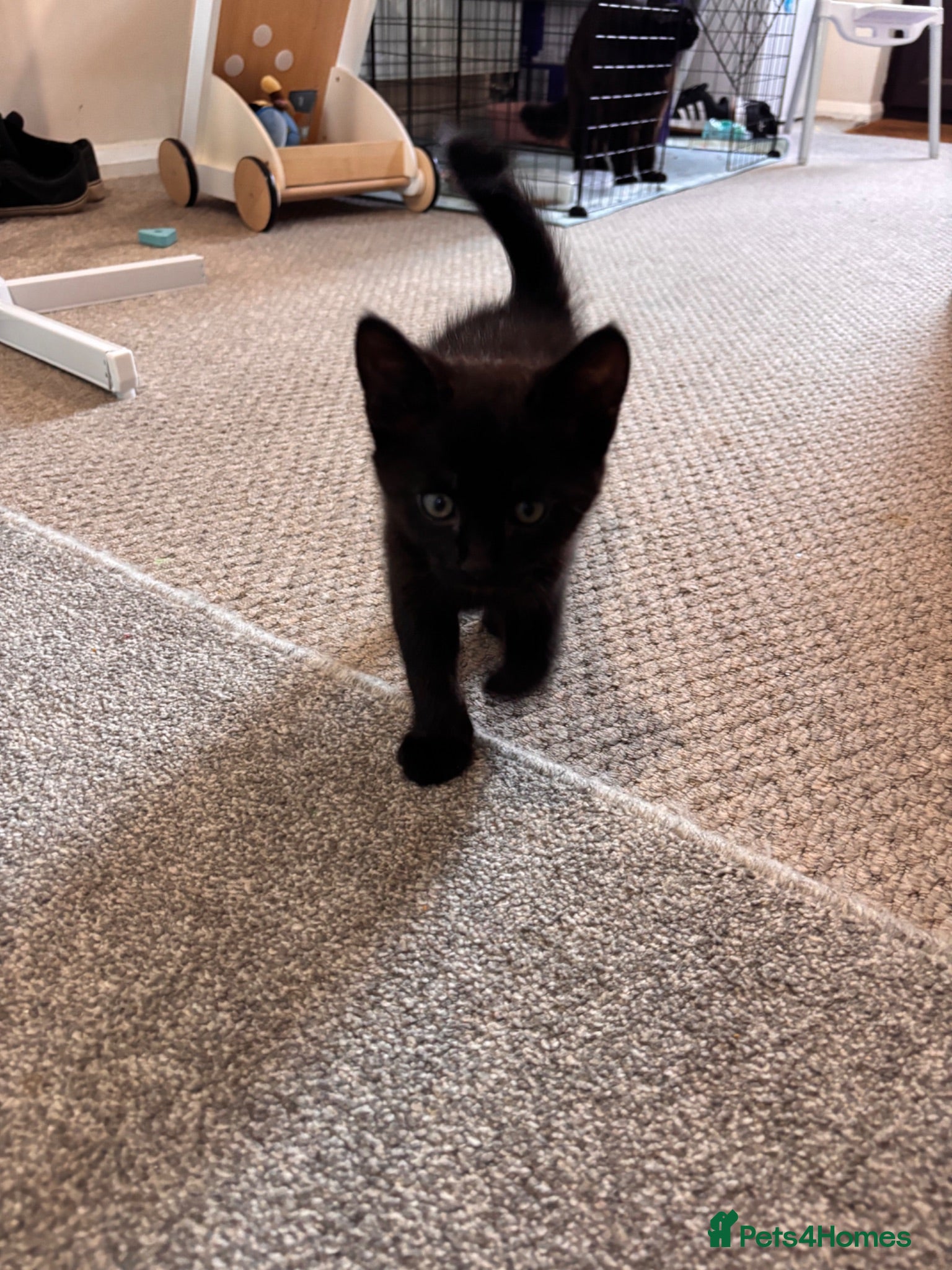 Mixed Breed cats 2x black kittens  - Advert 2