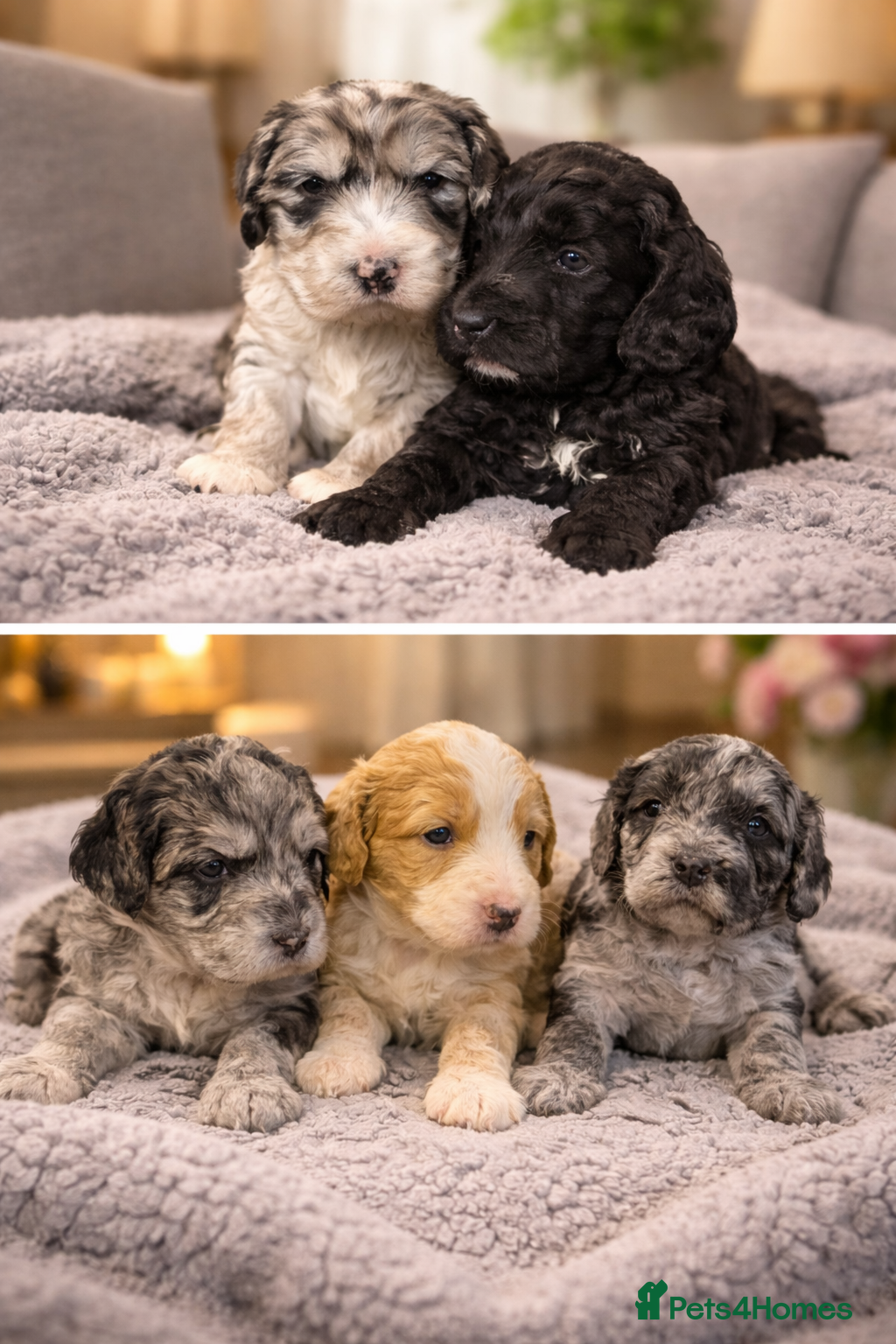 Australian Labradoodle dogs AUSTRALIAN LABRADOODLE  - Advert 3