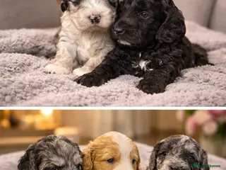 Australian Labradoodle dogs AUSTRALIAN LABRADOODLE - Advert 3