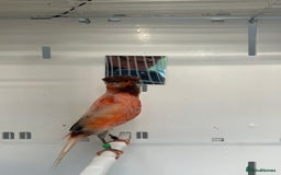 Canaries birds for sale: Canary’s  rhinelander harlequins and red mosaics  - Image 4