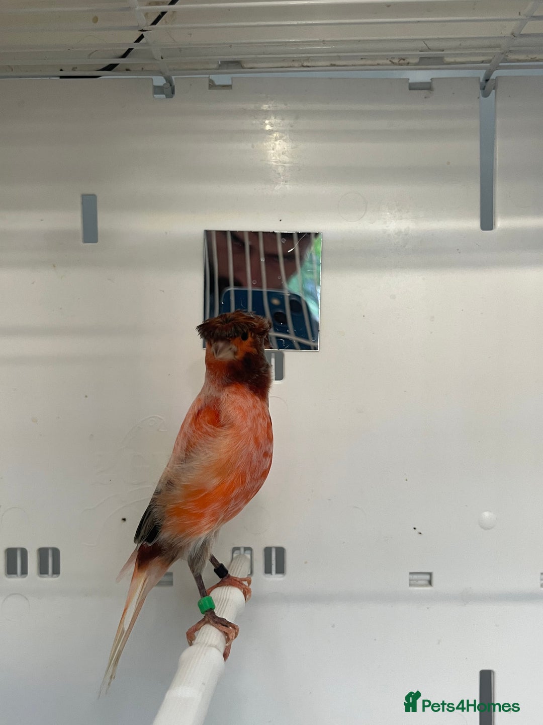 Canaries birds for sale: Canary’s  rhinelander harlequins and red mosaics  - Image 4