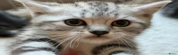 British Shorthair cats for sale: GCCF Rare Show Quality BSH Silver Tabby Kittens  - Advert 28