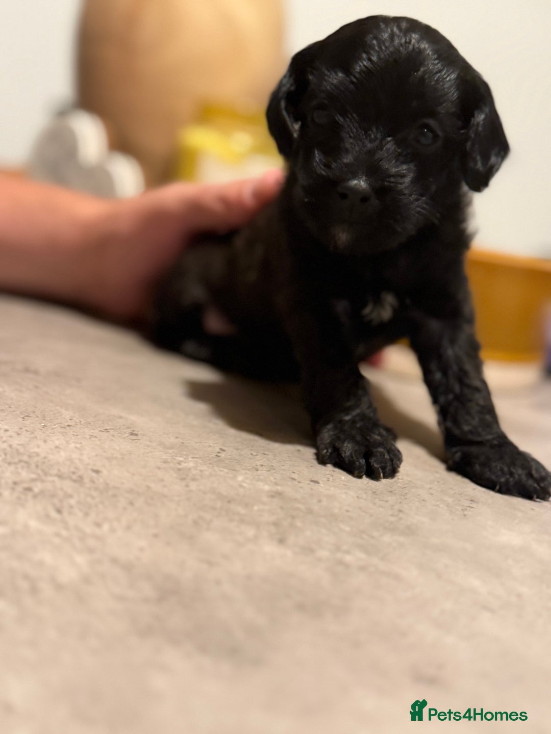 Yorkiepoo dogs for sale: Yorkiepoos - Image 29