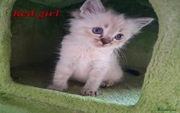 Ragdoll cats for sale: GCCF Gorgeous Pure Pedigree Ragdoll Kittens - Image 21